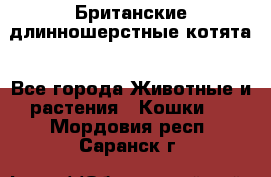 Британские длинношерстные котята - Все города Животные и растения » Кошки   . Мордовия респ.,Саранск г.